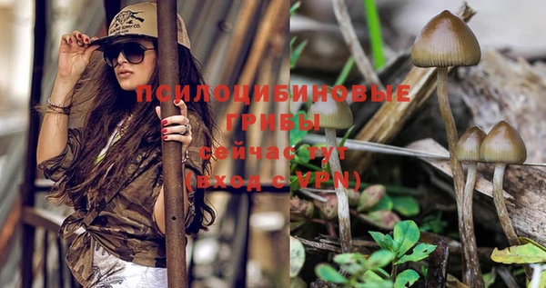 дмт Богданович